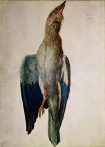 Blauwe Kraai, 1512 door Albrecht Dürer